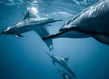 必发下载-胜利被扳平！西马坎送点，多萨里点射破门扳平比分